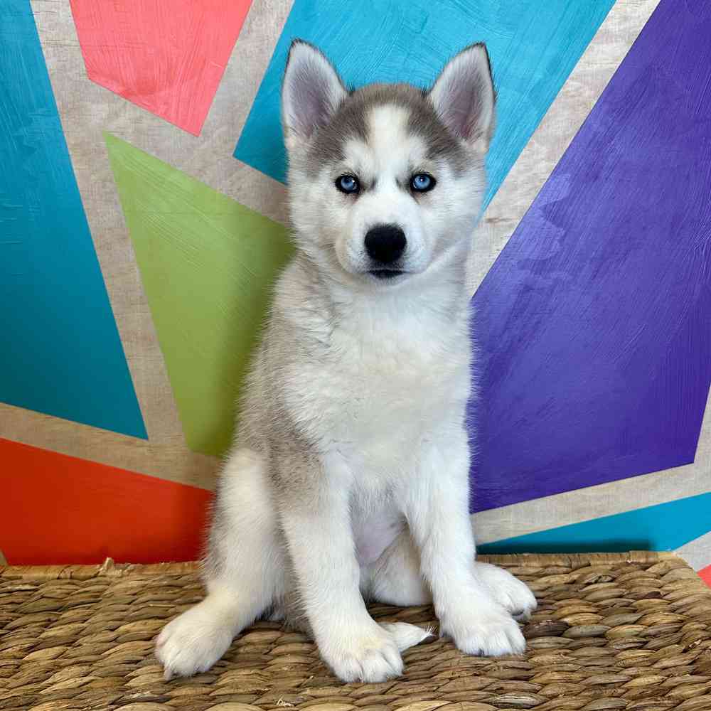 pet breed image