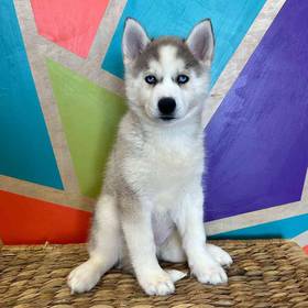 Siberian Husky
