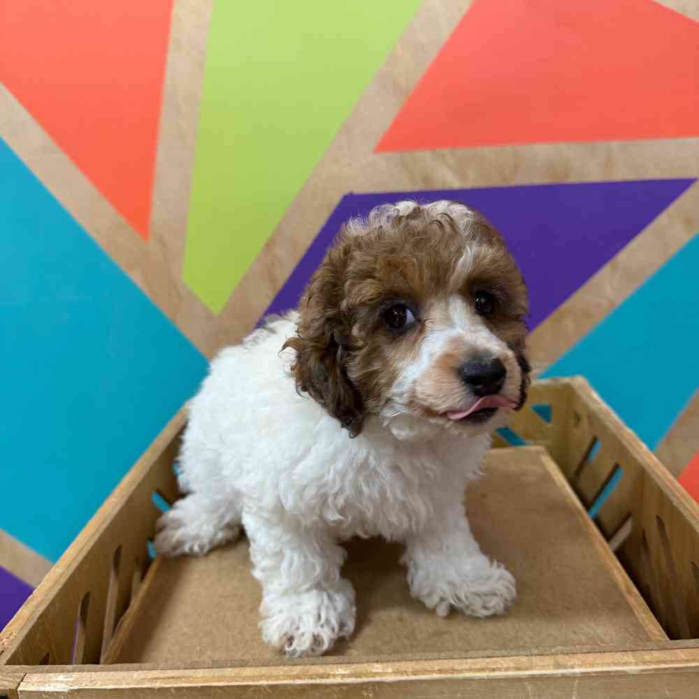 carousel pet images