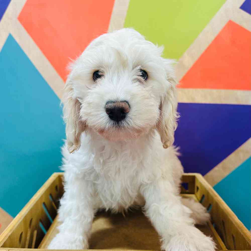 carousel pet images