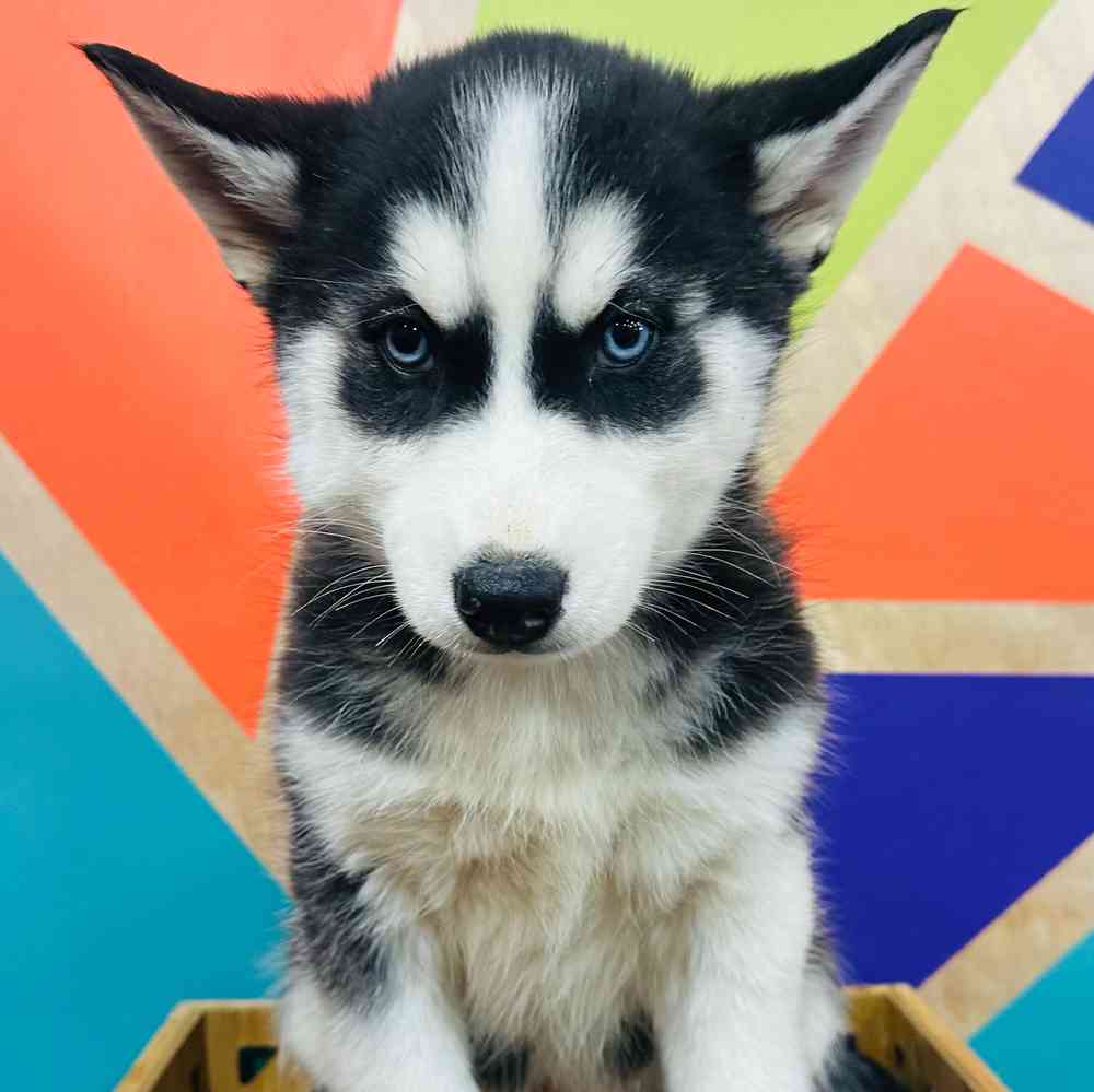 carousel pet images