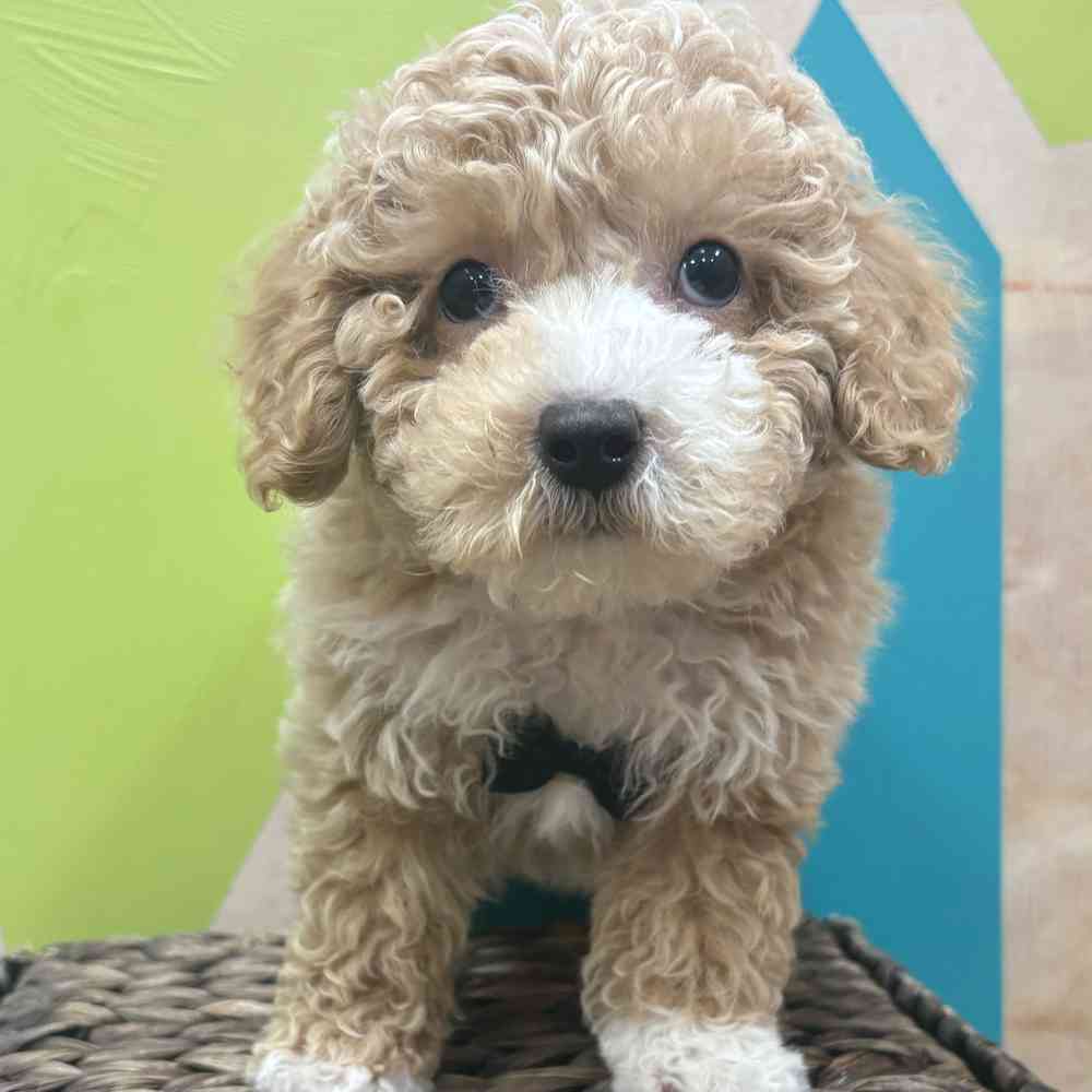 carousel pet images