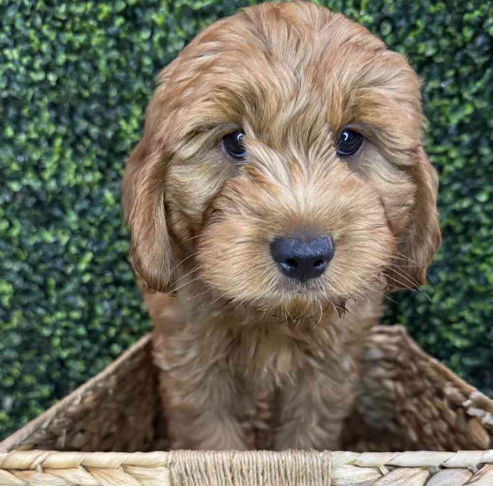 Image of a pet breed in the gallery