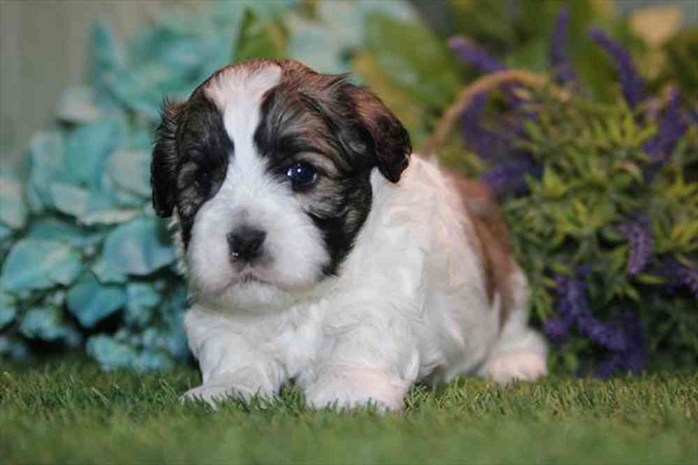 carousel pet images