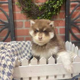 Pomsky