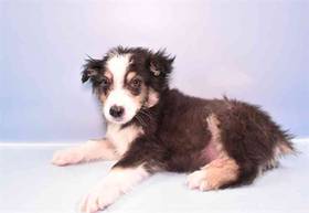 Australian Shepherd