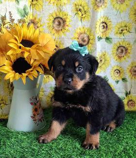 Rottweiler