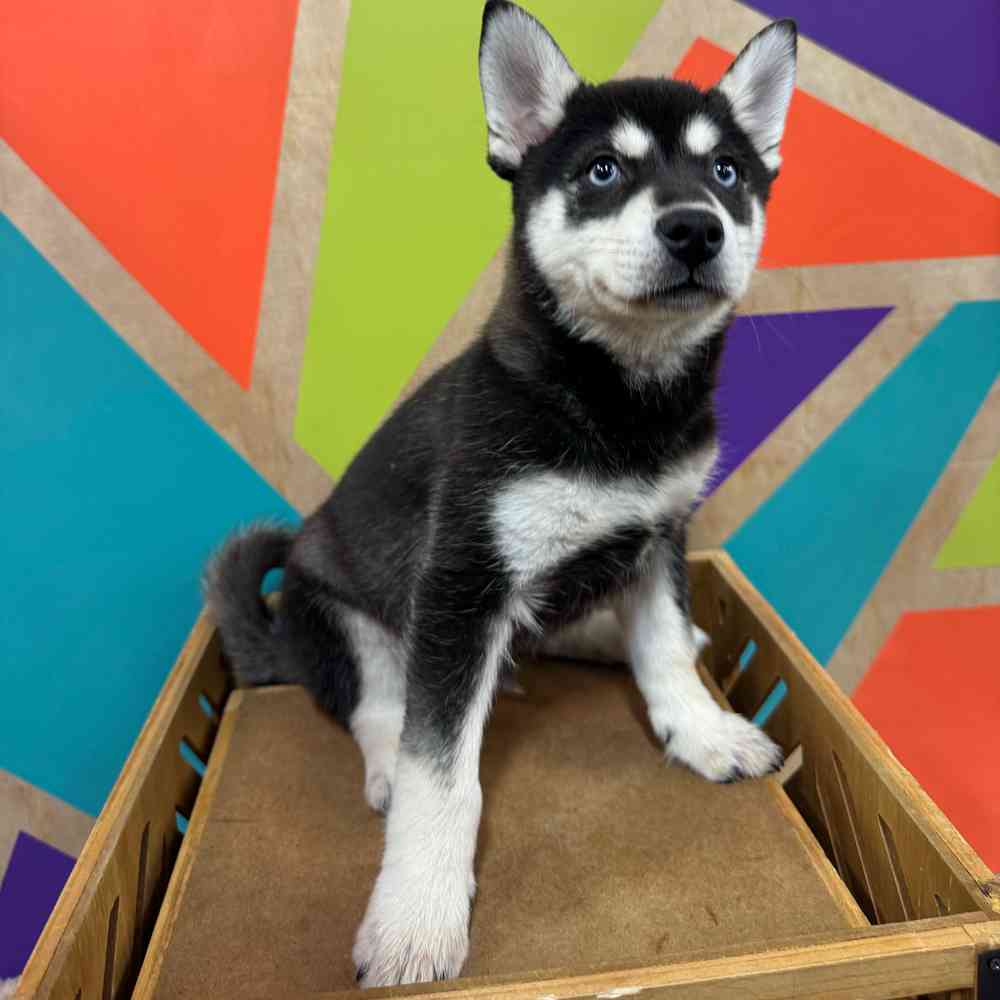 carousel pet images