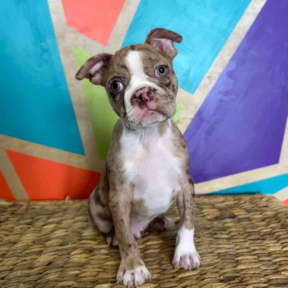 Image of a pet breed in the gallery
