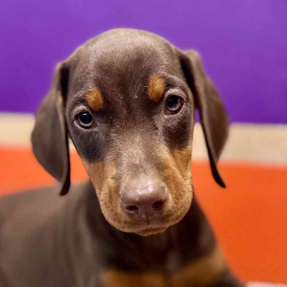 pet breed image