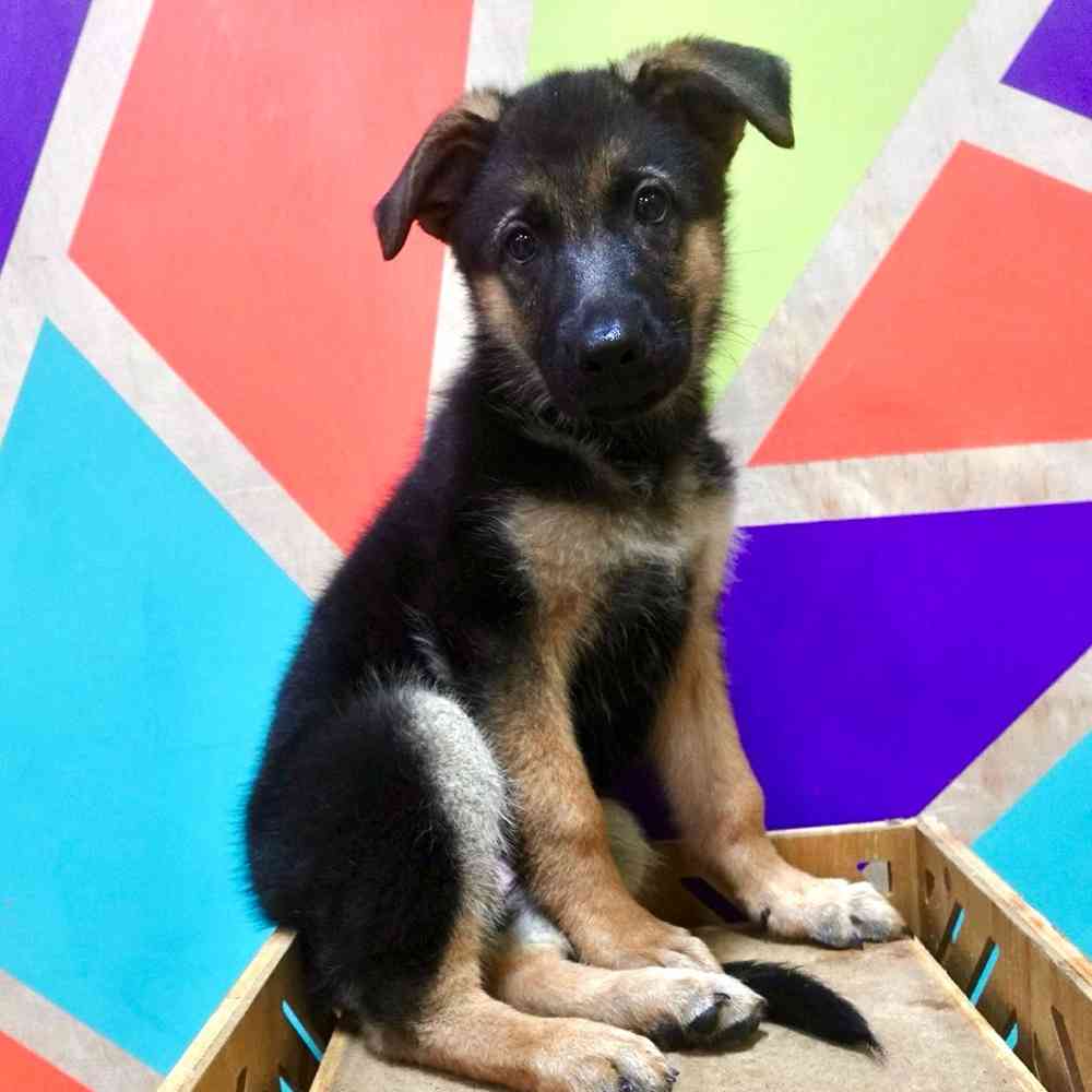 carousel pet images
