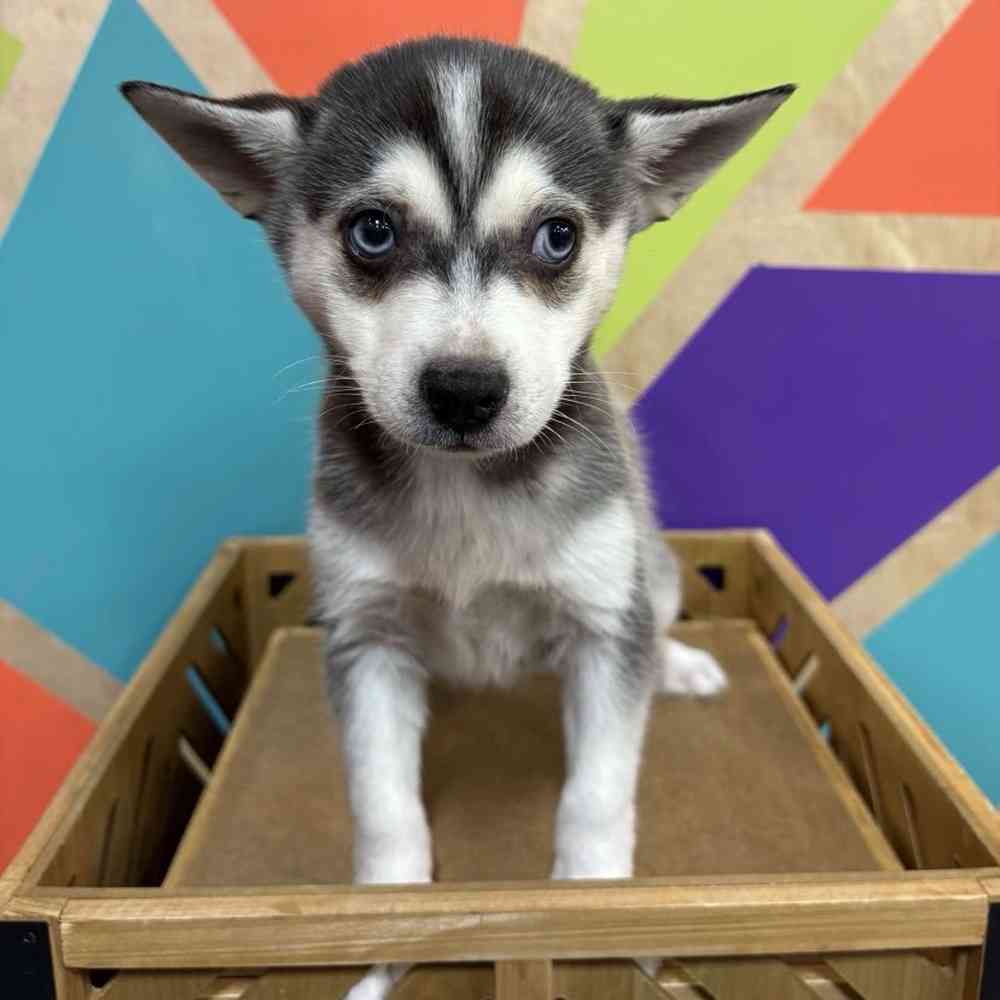 carousel pet images
