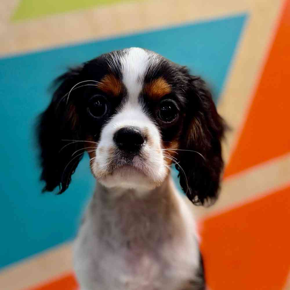 pet breed image