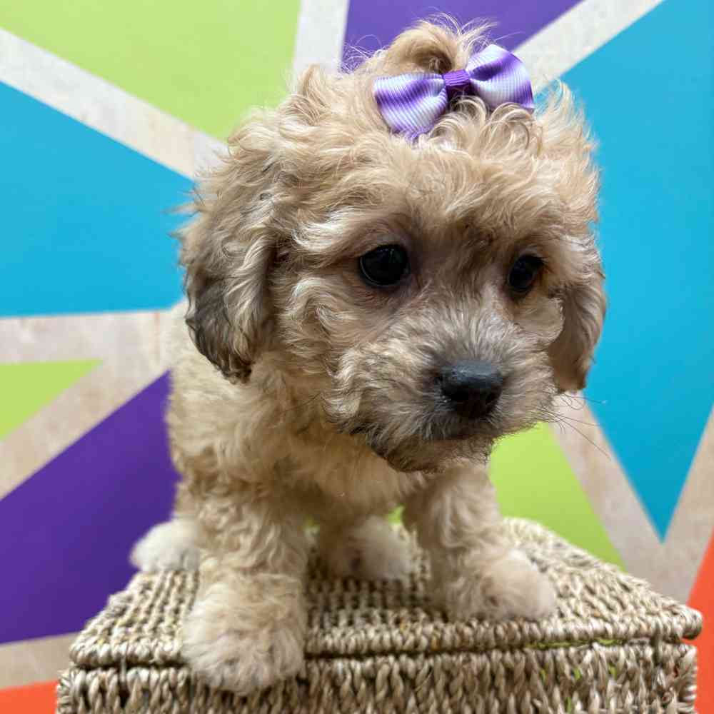 carousel pet images