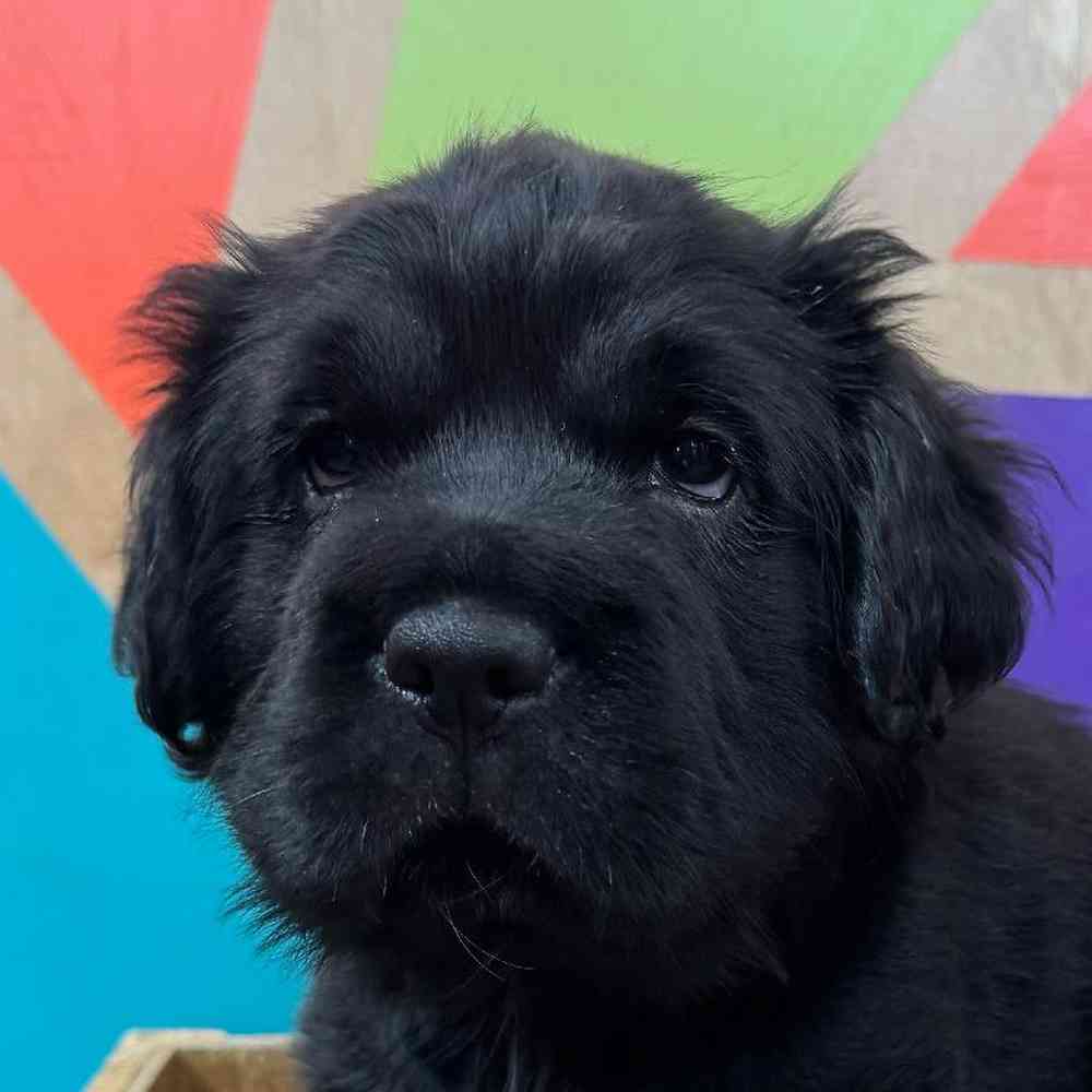 Image of a pet breed in the gallery