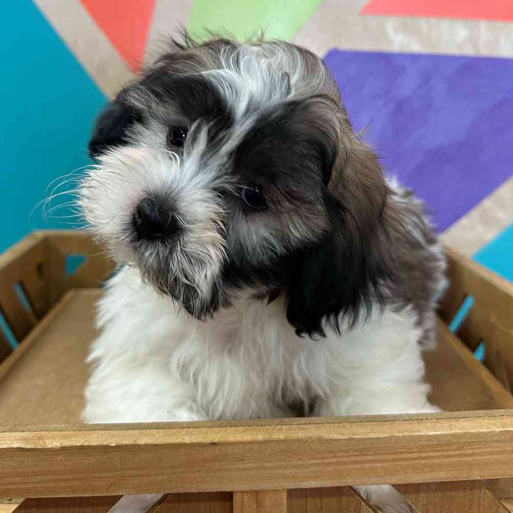 carousel pet images