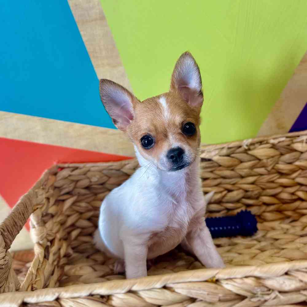 pet breed image