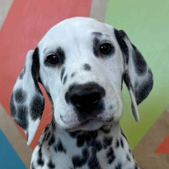 Perdita