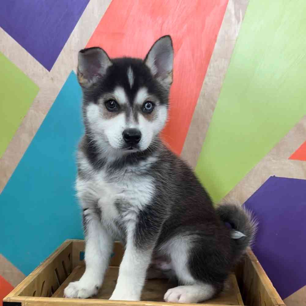 carousel pet images