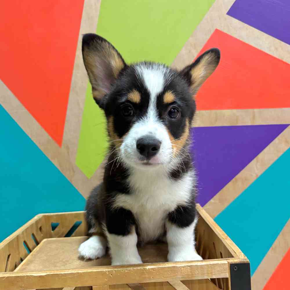 carousel pet images
