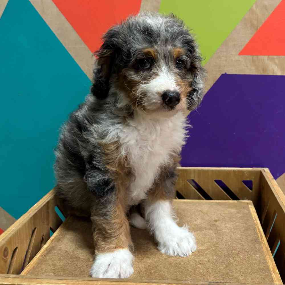 carousel pet images