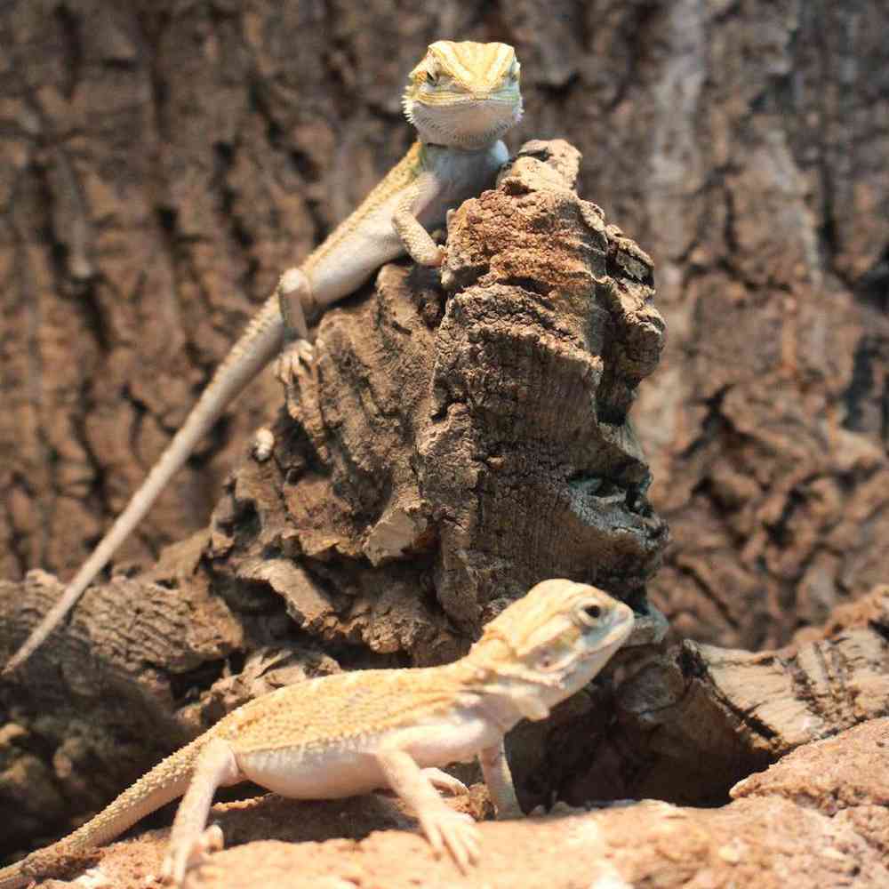 Unknown Juvenile Bearded Dragon Reptile for sale