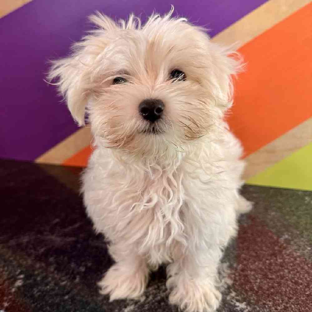 pet breed image