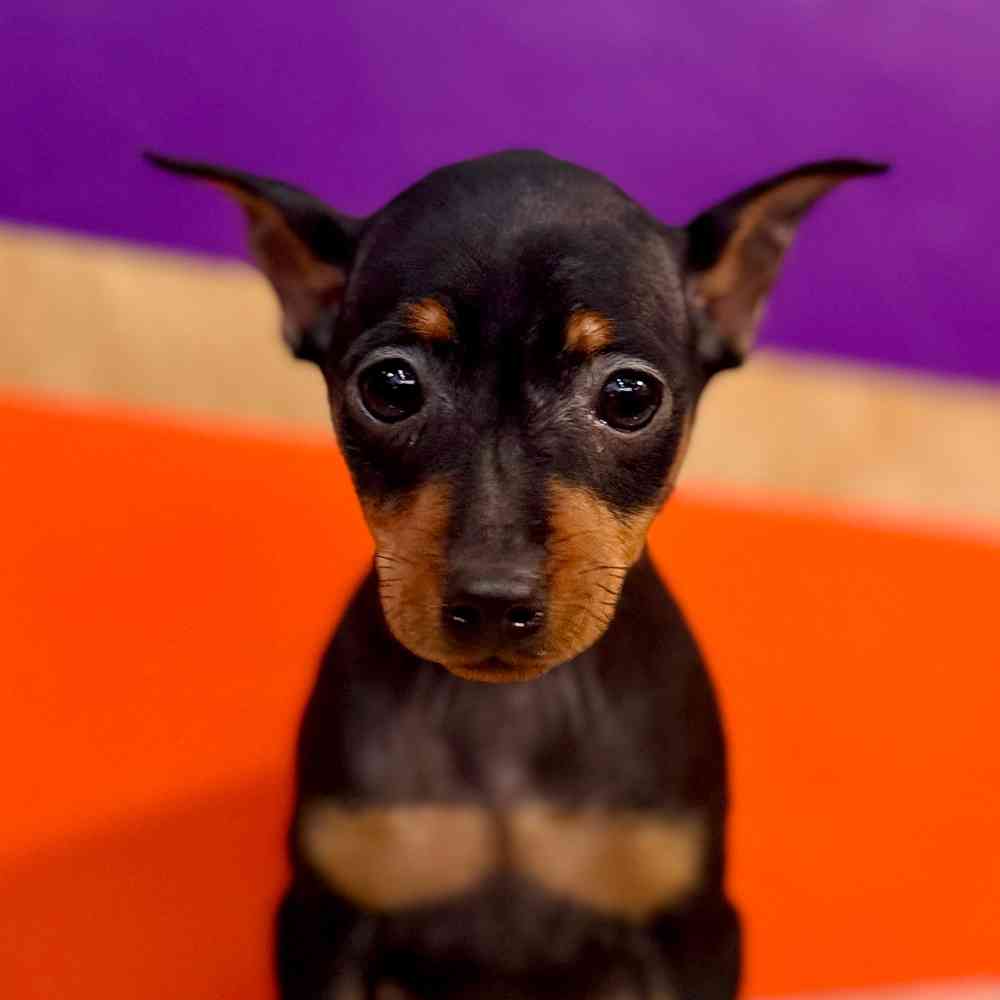 carousel pet images