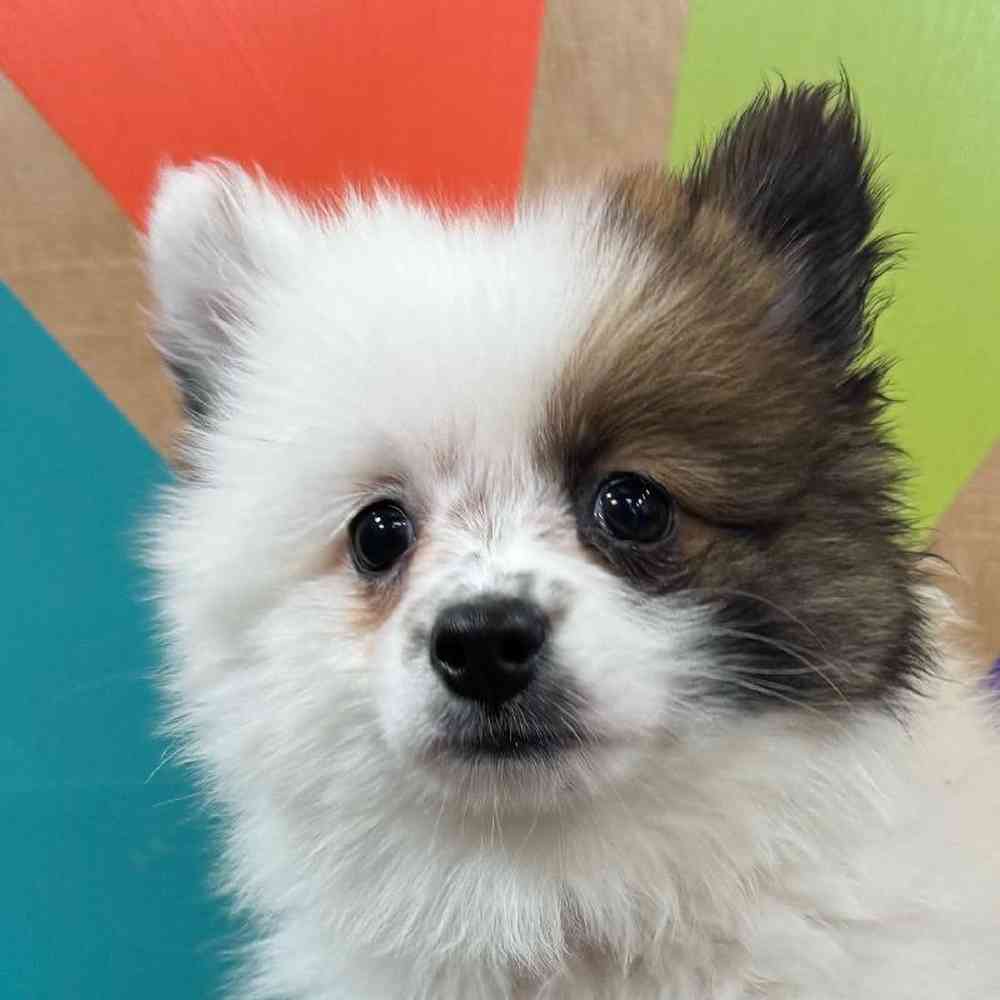 carousel pet images