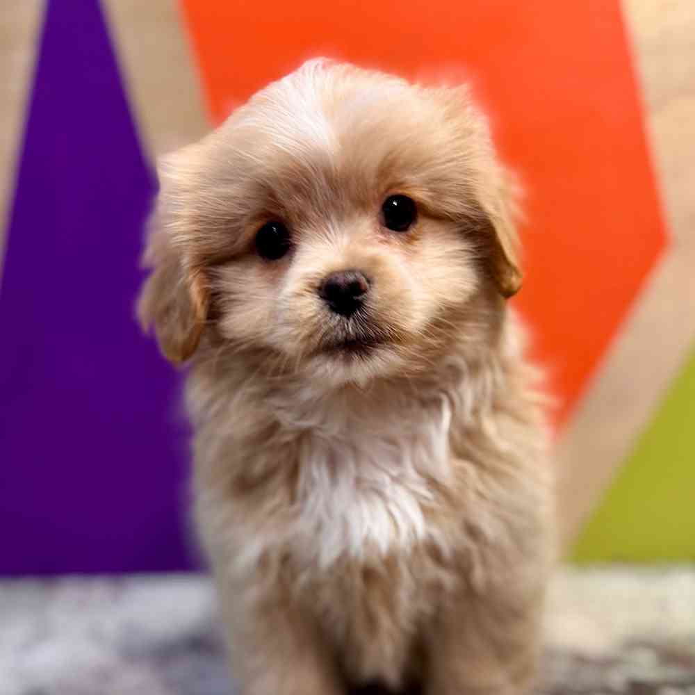 Image of a pet breed in the gallery