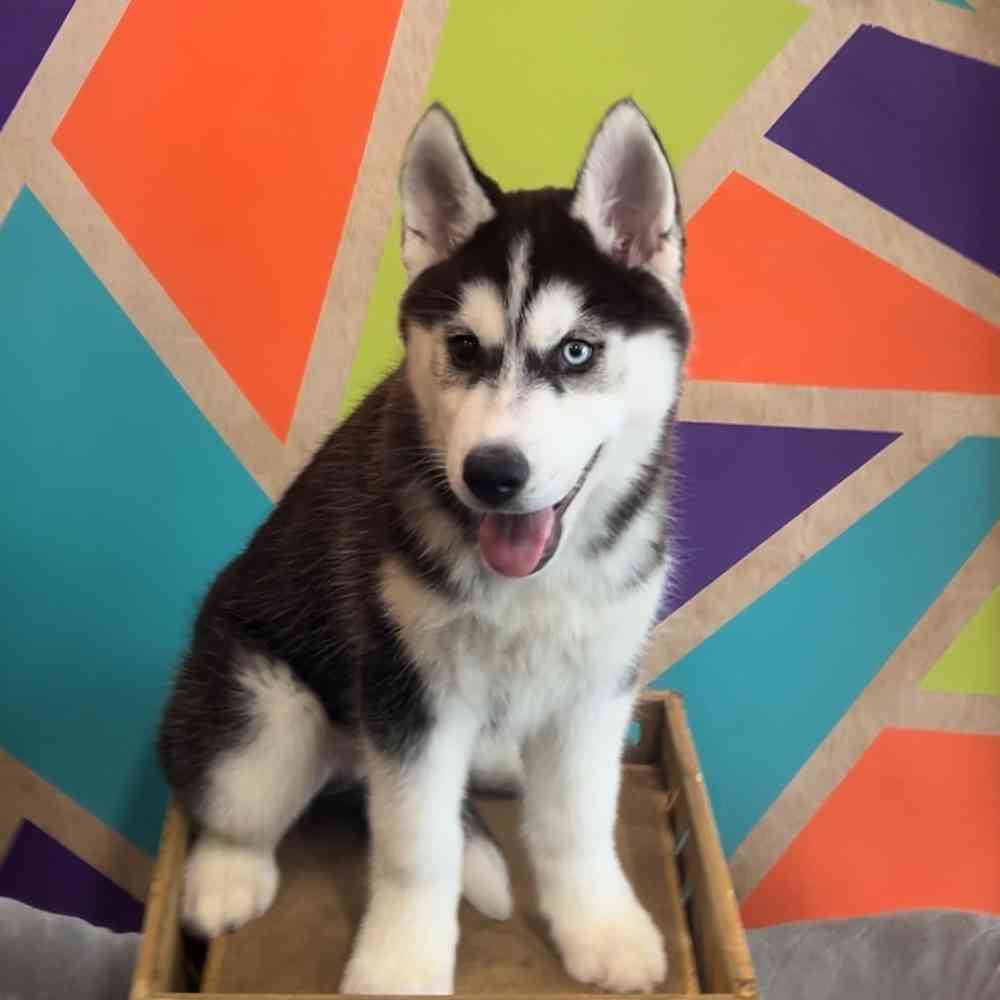 carousel pet images