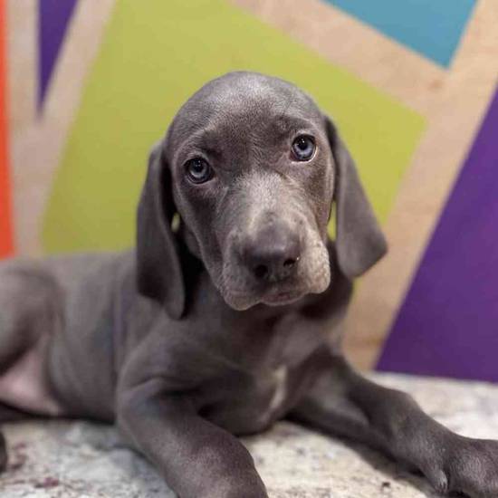 Weimaraner