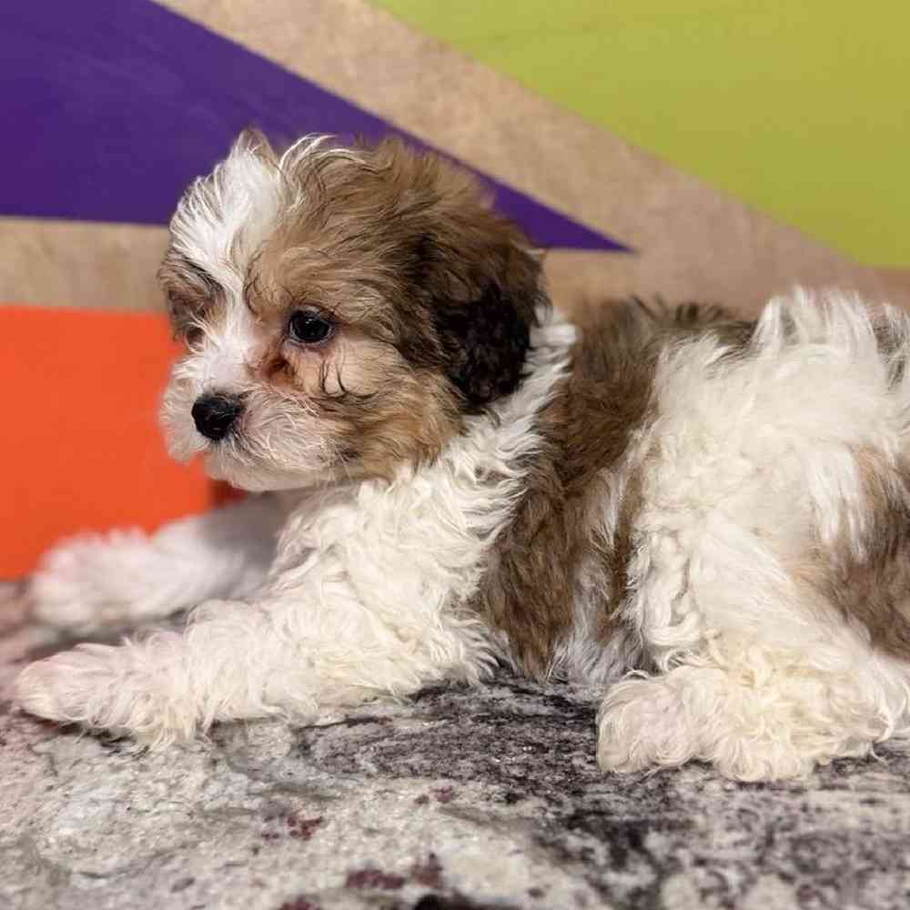 carousel pet images