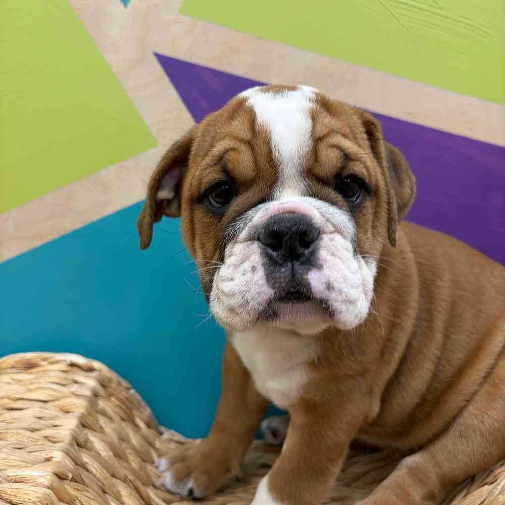 carousel pet images