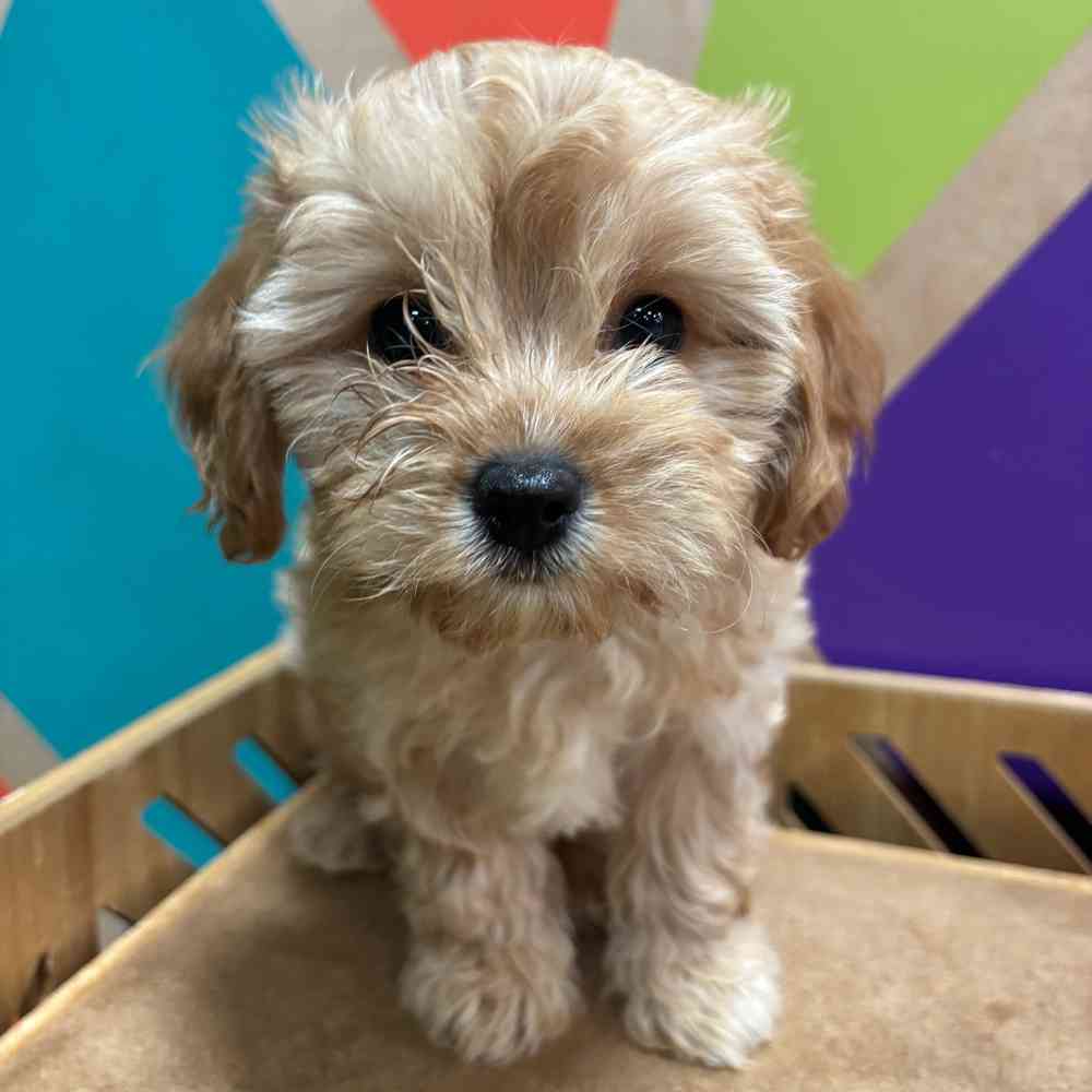 carousel pet images