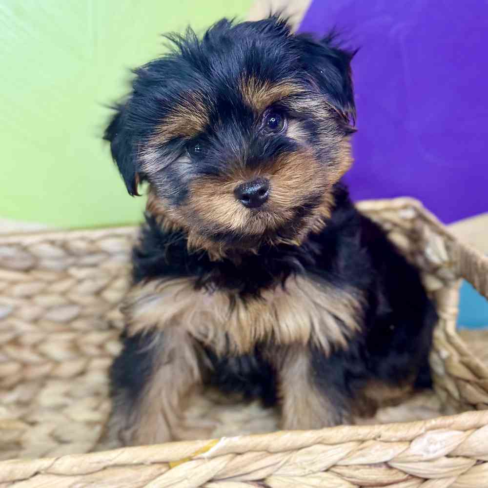 pet breed image