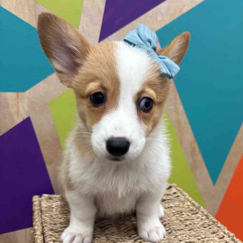 carousel pet images