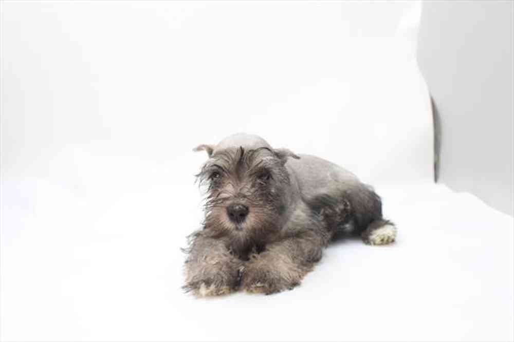 Image of a pet breed in the gallery