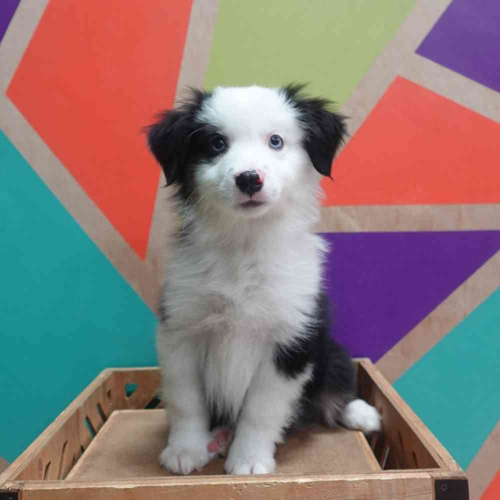 Image of a pet breed in the gallery