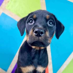 Rottweiler