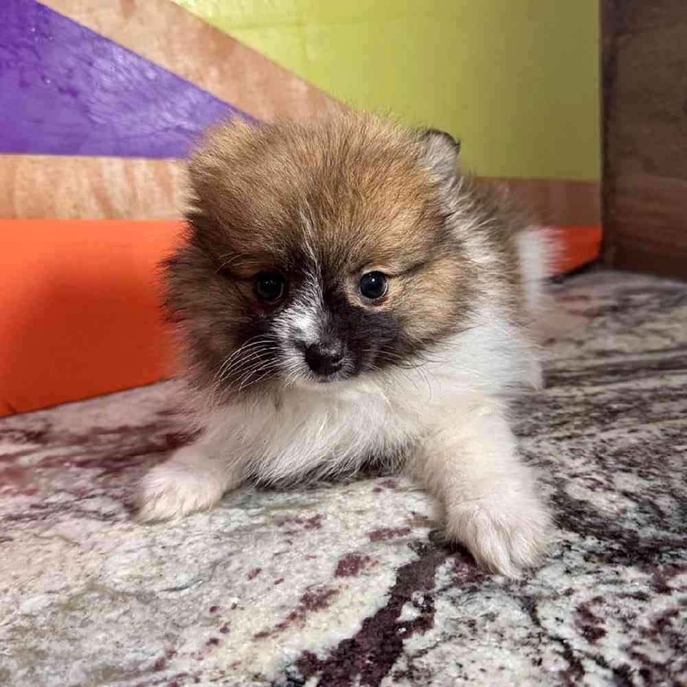 carousel pet images