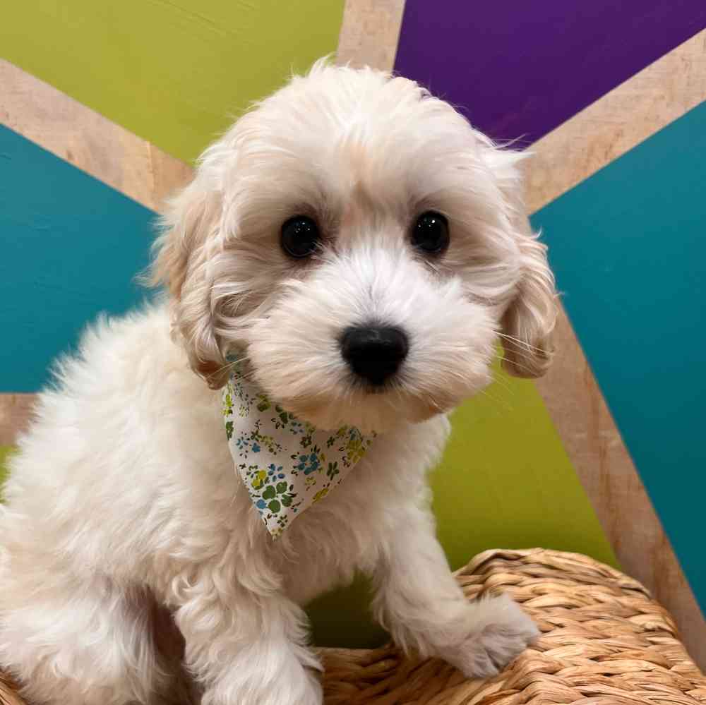 carousel pet images