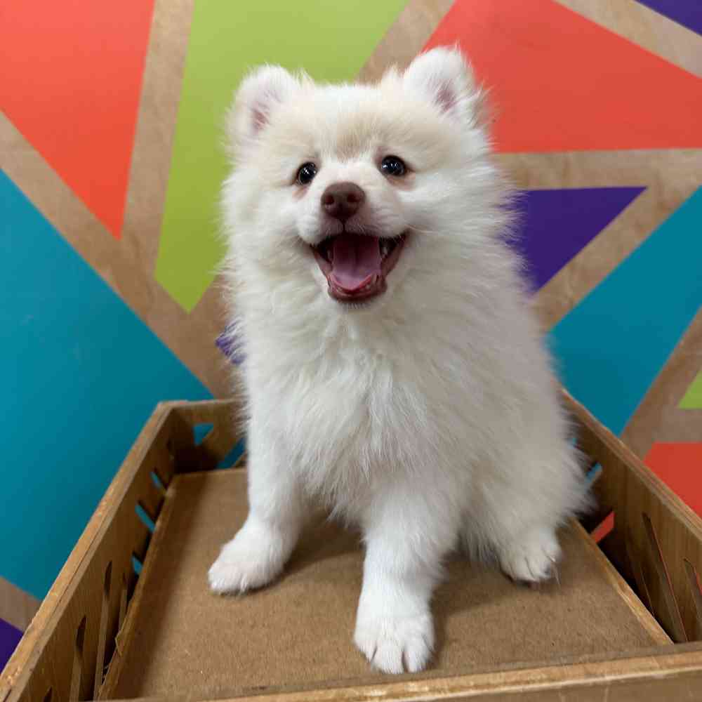 carousel pet images