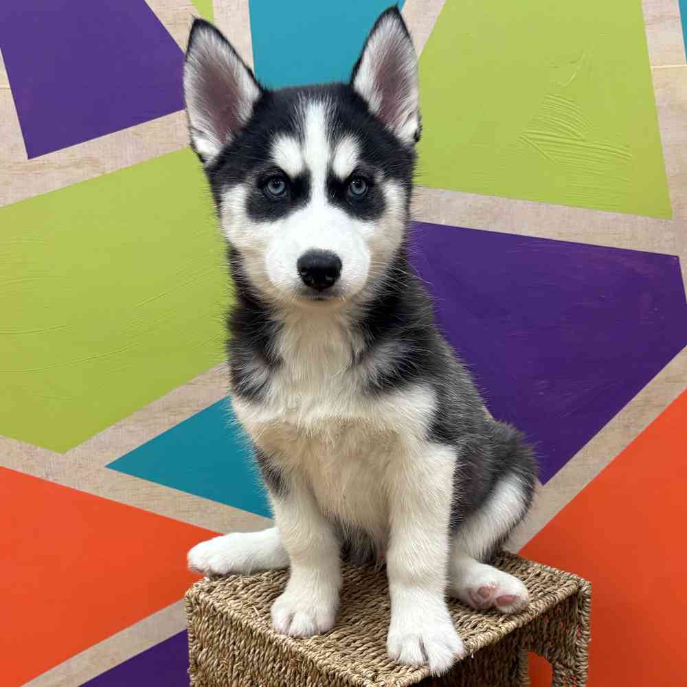 carousel pet images