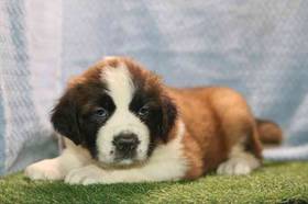 Saint Bernard