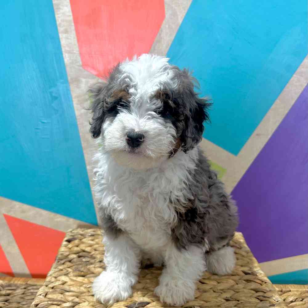 carousel pet images
