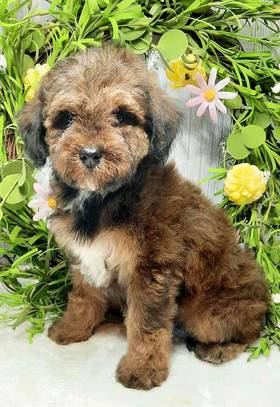 Mini Goldendoodle