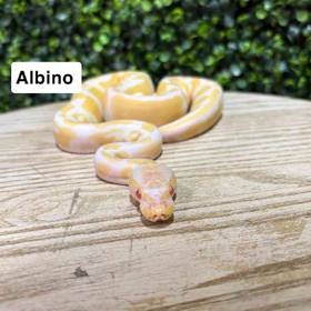 Ball Python