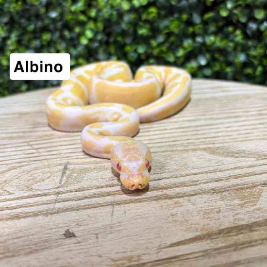Ball Python