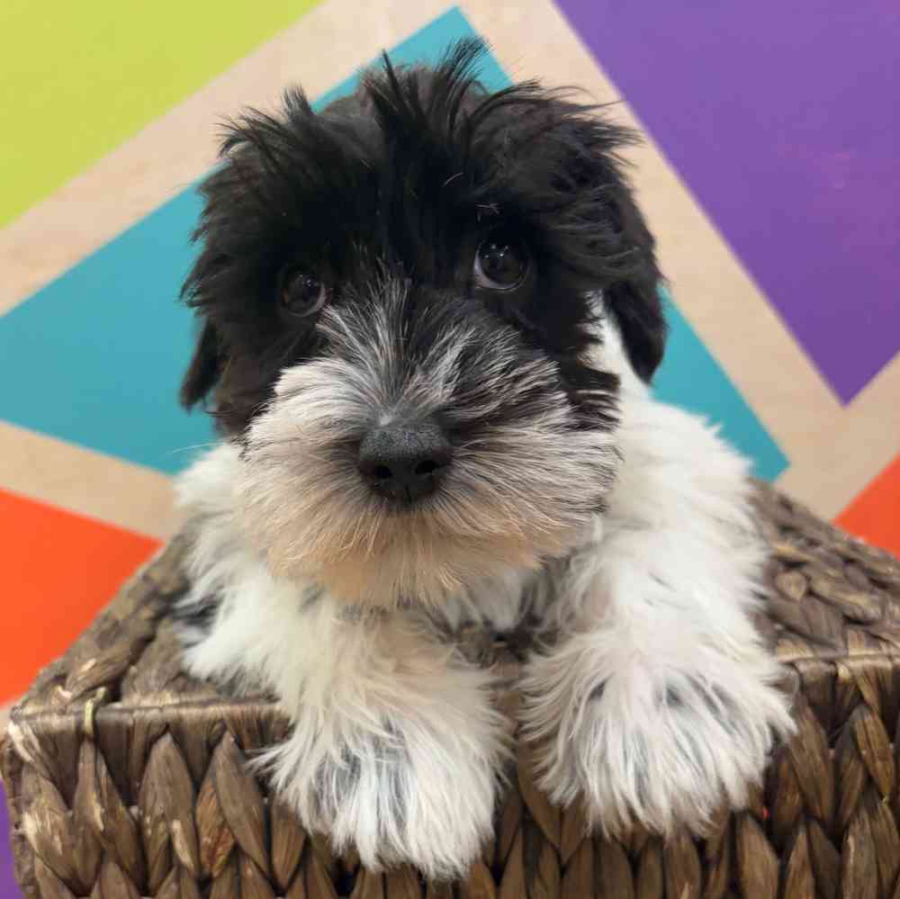 carousel pet images